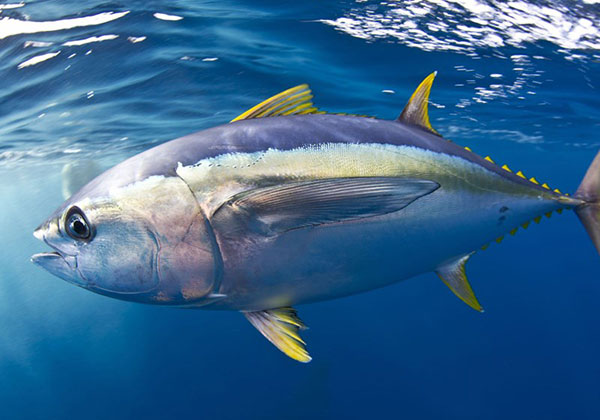 Viên uống hỗ trợ điều trị Gút The Goutto Ribeto Nhật Bản 3