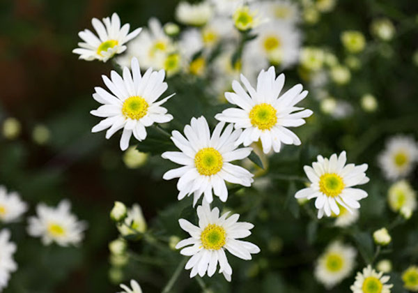 Viên uống hỗ trợ điều trị Gút The Goutto Ribeto Nhật Bản 4