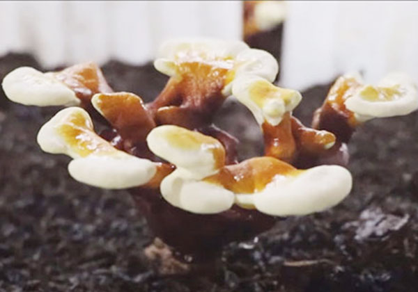 Viên uống hỗ trợ điều trị ung thư Fukujyusen Ribeto Nhật Bản (2)