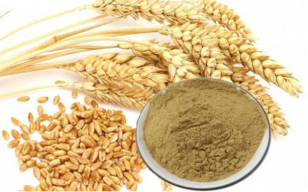 Viên uống tuần hoàn não, ngừa đột quỵ Ichoha Ekisu Plus của Ribeto (4)