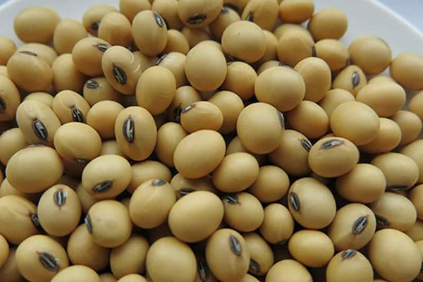 Viên uống tuần hoàn não, ngừa đột quỵ Ichoha Ekisu Plus của Ribeto (5)