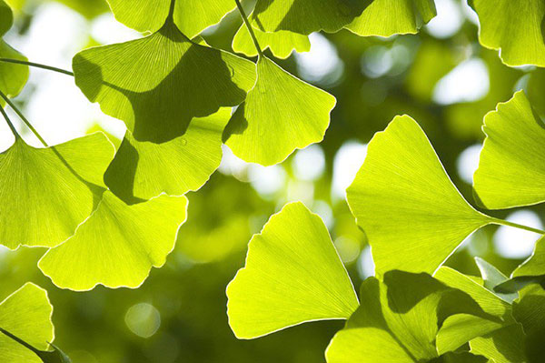 Viên uống tuần hoàn não, ngừa đột quỵ Ichoha Ekisu Plus của Ribeto (7)