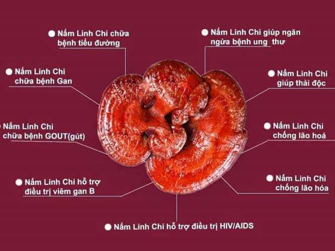 Nấm Linh Chi và những tác dụng của Nấm Linh Chi bạn cần biết (3)