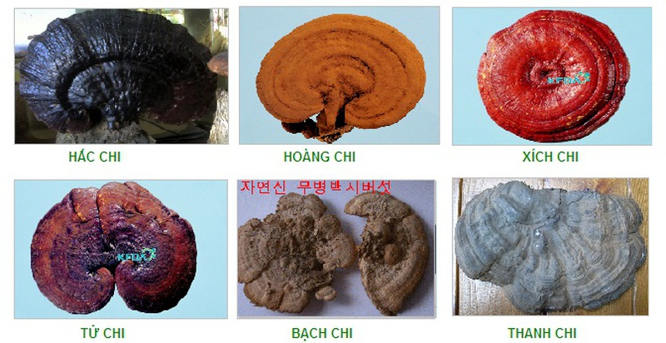 Nấm Linh Chi và những tác dụng của Nấm Linh Chi bạn cần biết (4)
